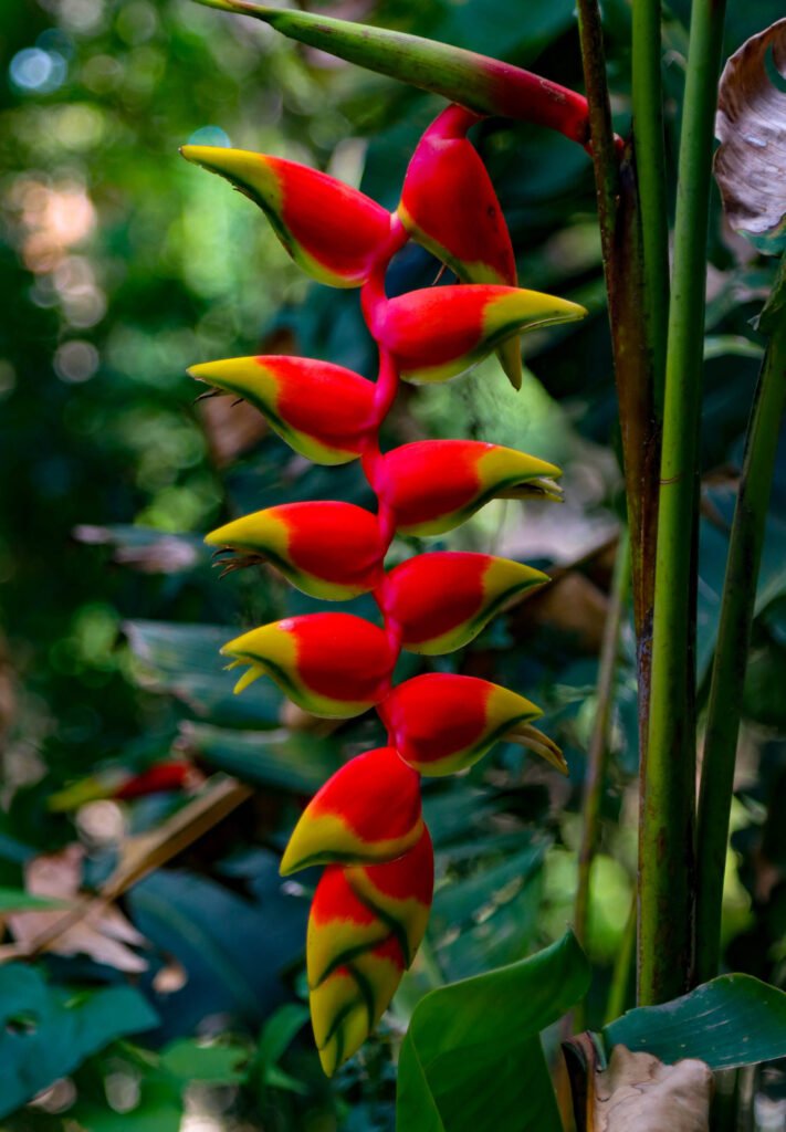 Una flor de heliconia vibrante, con colores rojos y amarillos, destacando entre el verde de la vegetación tropical.