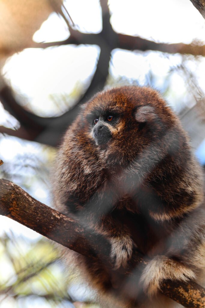 Un mono tití marrón sentado en una rama en el Refugio de Fauna Silvestre Jacha Inti, Samaipata.