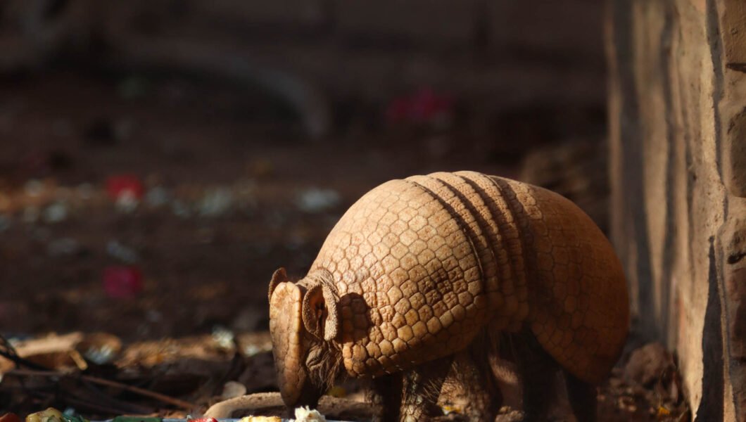 Un armadillo comiendo vegetales en el Refugio de Fauna Silvestre Jacha Inti, Samaipata.