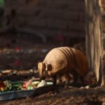 Un armadillo comiendo vegetales en el Refugio de Fauna Silvestre Jacha Inti, Samaipata.