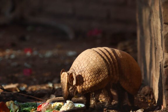 Un armadillo comiendo vegetales en el Refugio de Fauna Silvestre Jacha Inti, Samaipata.