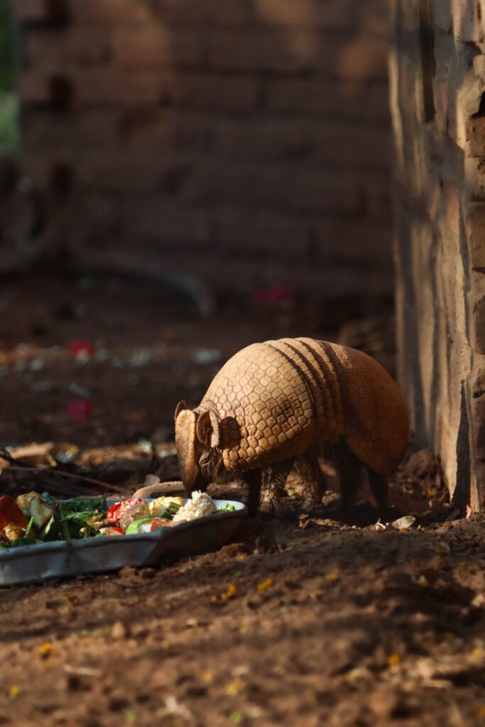 Un armadillo comiendo vegetales en el Refugio de Fauna Silvestre Jacha Inti, Samaipata.