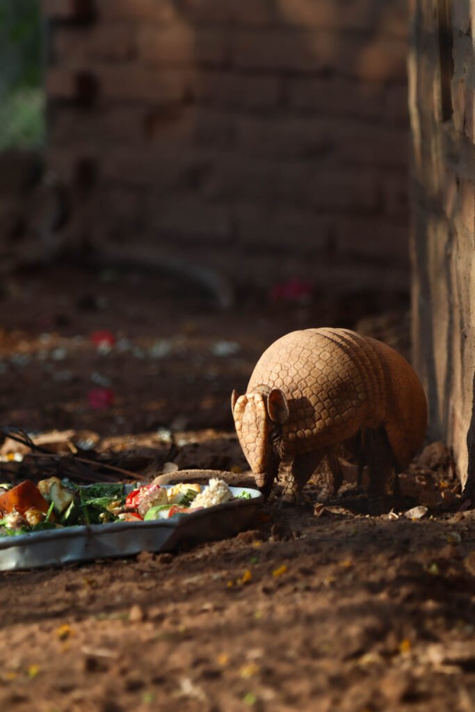 Armadillo observando de cerca en la reserva de fauna silvestre Jachi Inti.