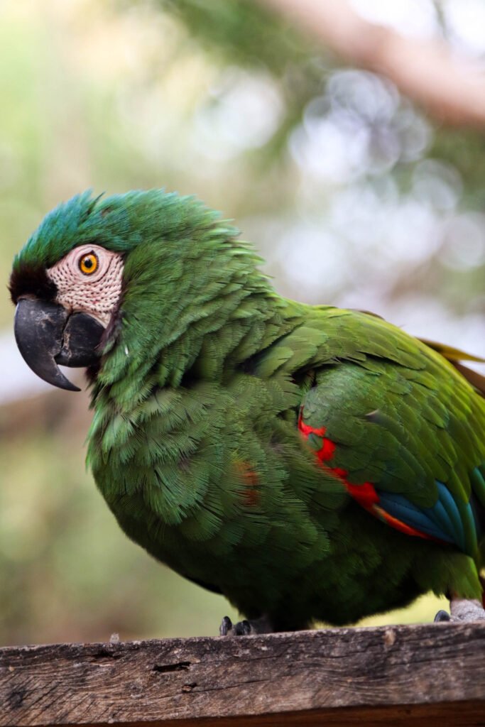 Loro de tono verde intenso, mostrando detalles de sus plumas.