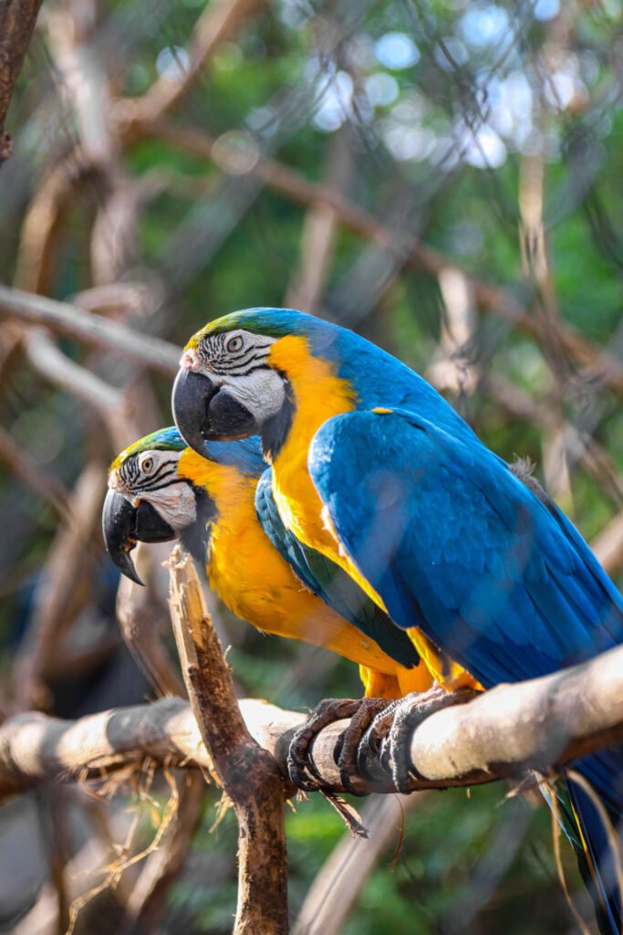 Dos guacamayos azul y amarillo posados sobre una rama, rodeados de un entorno natural en el Refugio de Fauna Silvestre Jacha Inti, Samaipata.