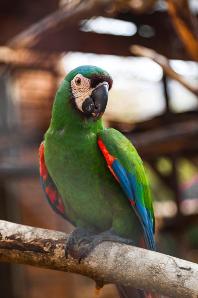 Una guacamaya noble con plumaje verde, azul y rojo posada en una rama en el Refugio de Fauna Silvestre Jacha Inti, Samaipata.