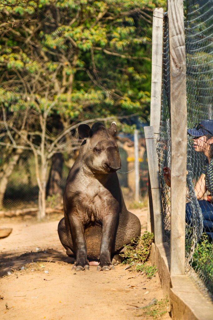 Un tapir sudamericano descansando en el Refugio de Fauna Silvestre Jacha Inti, rodeado de un entorno verde y natural.