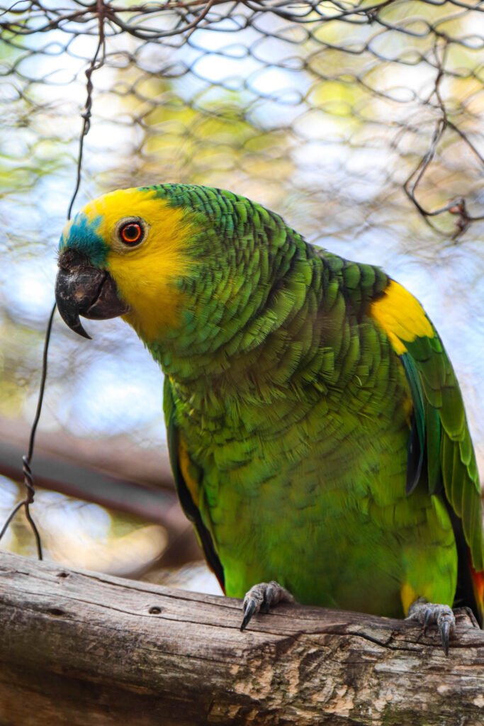 Un loro amazónico de plumaje verde, amarillo y azul posado sobre una rama en el Refugio de Fauna Silvestre Jacha Inti, Samaipata.