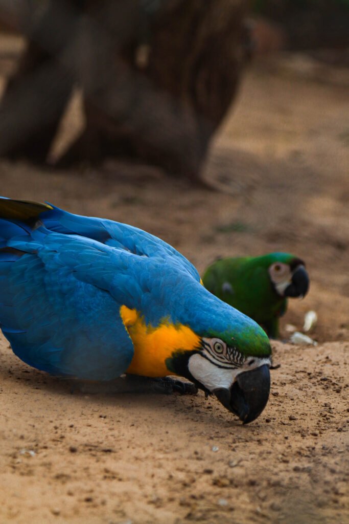 Guacamayos azu y amarillo junto a otros alimentandose, rodeados de un entorno natural en el Refugio de Fauna Silvestre Jacha Inti, Samaipata.