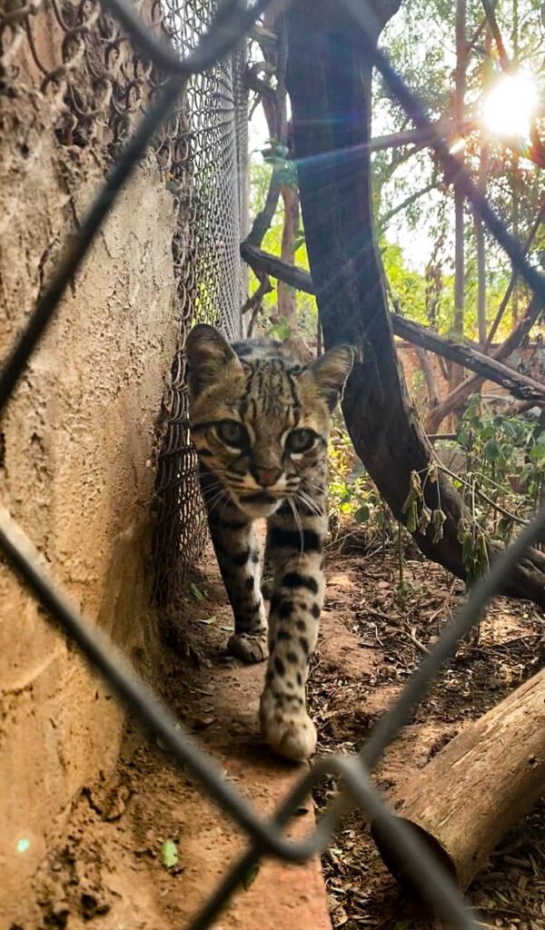 Felino de monte observando desde su jaula, similar a un gato doméstico.